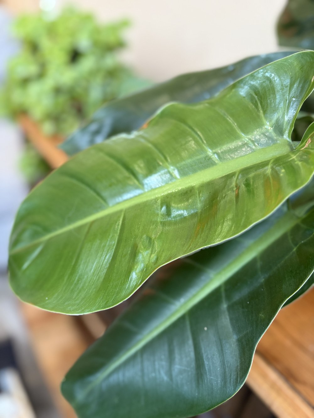 7 Houseplants for Well-Being and Positive Energy Indoors