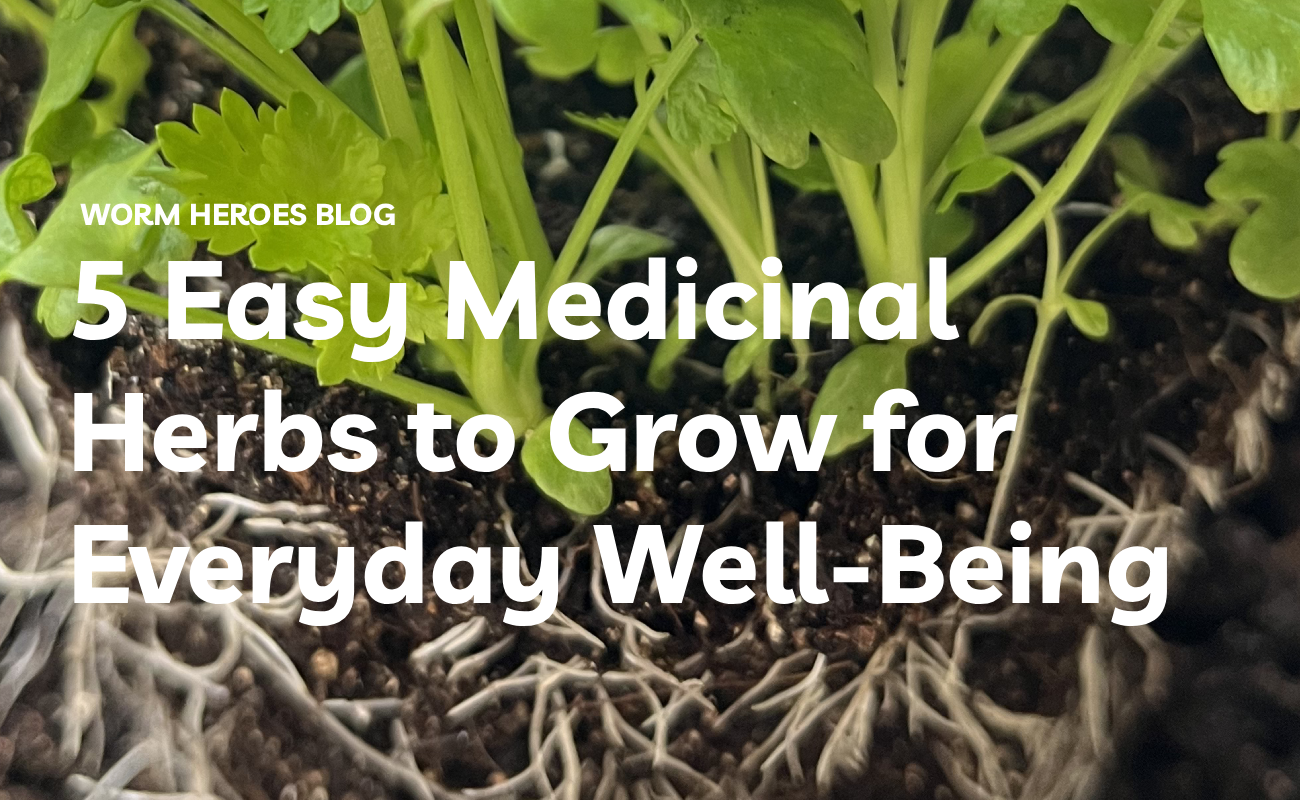 5 Easy Medicinal Herbs to Grow for Everyday Well-Being
